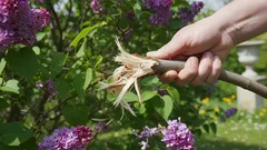 Kann man die Zweige des Fliederbaums einfach abbrechen, anstatt sie zu beschneiden, und so Zeit sparen? Die Antwort wird Sie überraschen