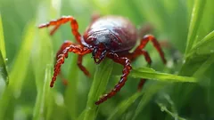 Zecken auf dem Land: Was man pflanzen sollte, damit sie gar nicht erst auftauchen